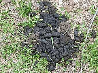 ハクビシンのフン対策】糞の特徴を知って安全に処理する方法を解説